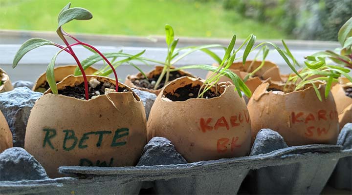 Samen in Eierschalen keimen lassen | Community Playthings